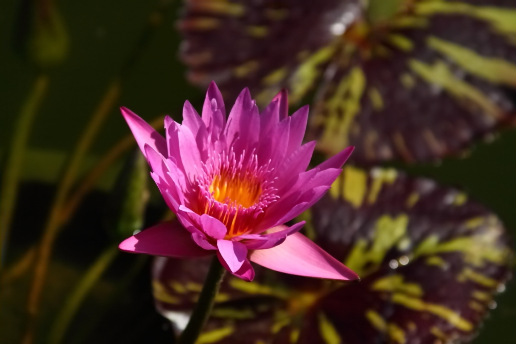 2011 07 30 IMG 34911